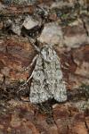 Acronicta auricoma