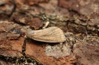 Coenobia rufa