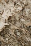 Hydriomena impluviata impluviata