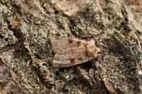 Xestia triangulum
