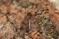 Diarsia brunnea