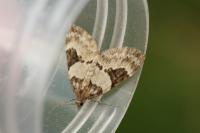Thera vetustata