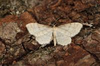 Idaea fuscovenosa