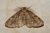 Deileptenia ribeata