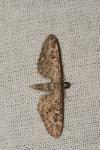 Eupithecia nanata