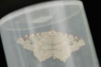Macaria notata