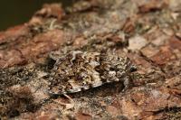 Catocala promissa