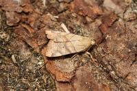 Cosmia trapezina