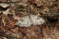 Pterapherapteryx sexalata