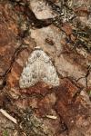 Meganola strigula