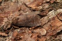 Rusina ferruginea
