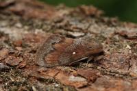 Dendrolimus pini pini