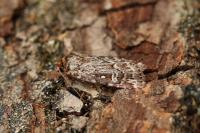 Lycophotia porphyrea