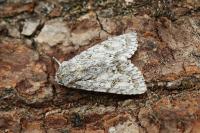 Acronicta aceris