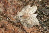 Stauropus fagi