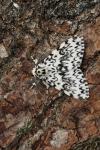 Lymantria monacha