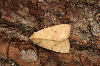 Enargia paleacea