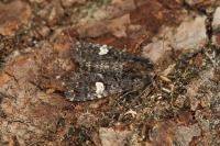 Melanchra persicariae
