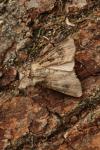 Agrotis clavis clavis