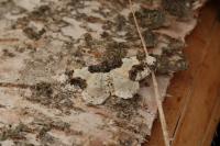 Ligdia adustata