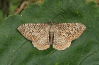 Rheumaptera undulata