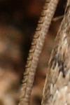 Hoplodrina ambigua