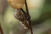 Cynaeda dentalis
