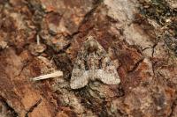 Oligia strigilis/versicolor