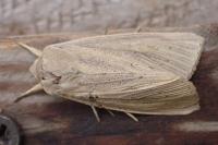 Rhizedra lutosa