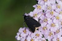 Catastia marginea