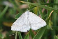 Mesotype verberata