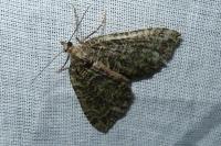 Hydriomena furcata
