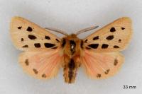 Chelis maculosa