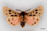 Chelis maculosa