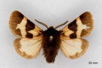 Watsonarctia deserta
