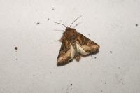 Luperina dumerilii
