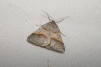 Perigune convergata