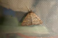 Perigune narbonea