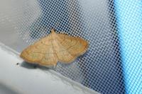 Paracolax tristalis