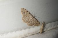 Scopula submutata roseonitens