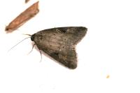 Stilbia anomala