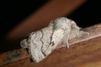 Trichiura crataegi