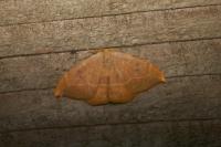 Watsonalla uncinula