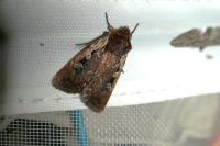 Xestia agathina