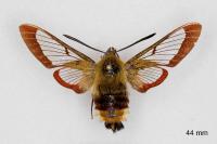 Hemaris fuciformis