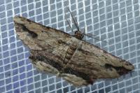 Menophra abruptaria