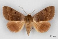 Minucia lunaris