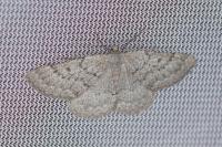 Gnophos obfuscata