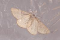 Gnophos obfuscata