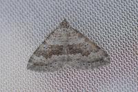 Scotopteryx bipunctaria